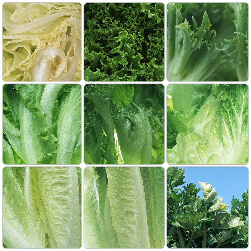 سبزی – دهم مهر ۱۴۰۰