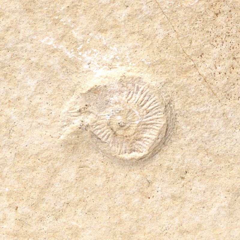 Image Village Y1400 M09 D13 Fossil 01