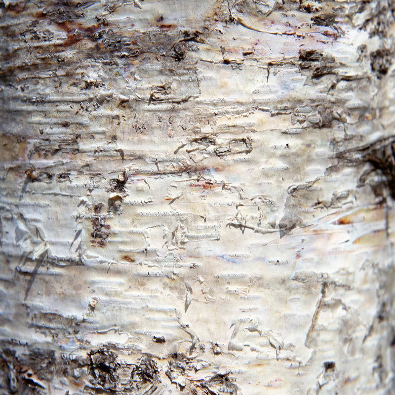 Image Village Y1401 M01 D24 Wood Texture 09