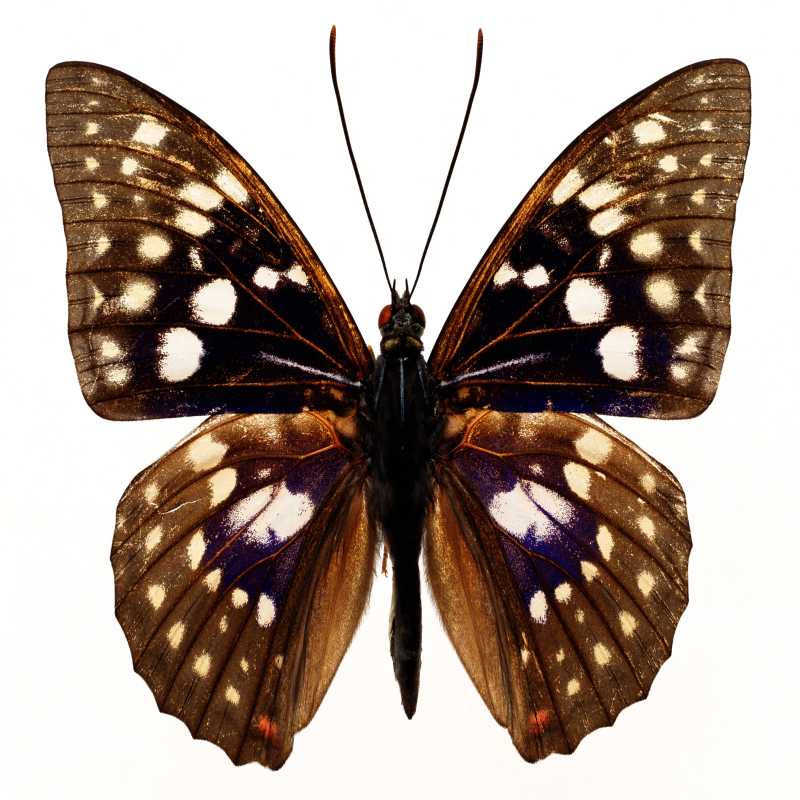 Image Village Y1402 M01 D27 Butterfly 05